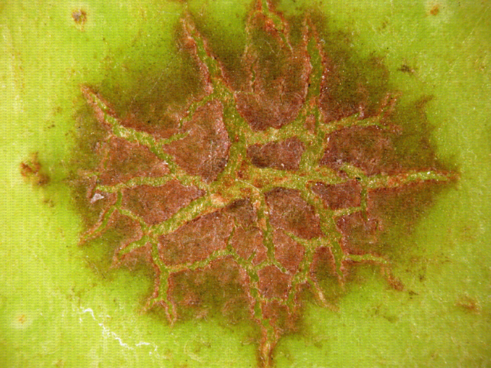 Détail d'une tache de Venturia asperata sur pomme, variété Goldrush